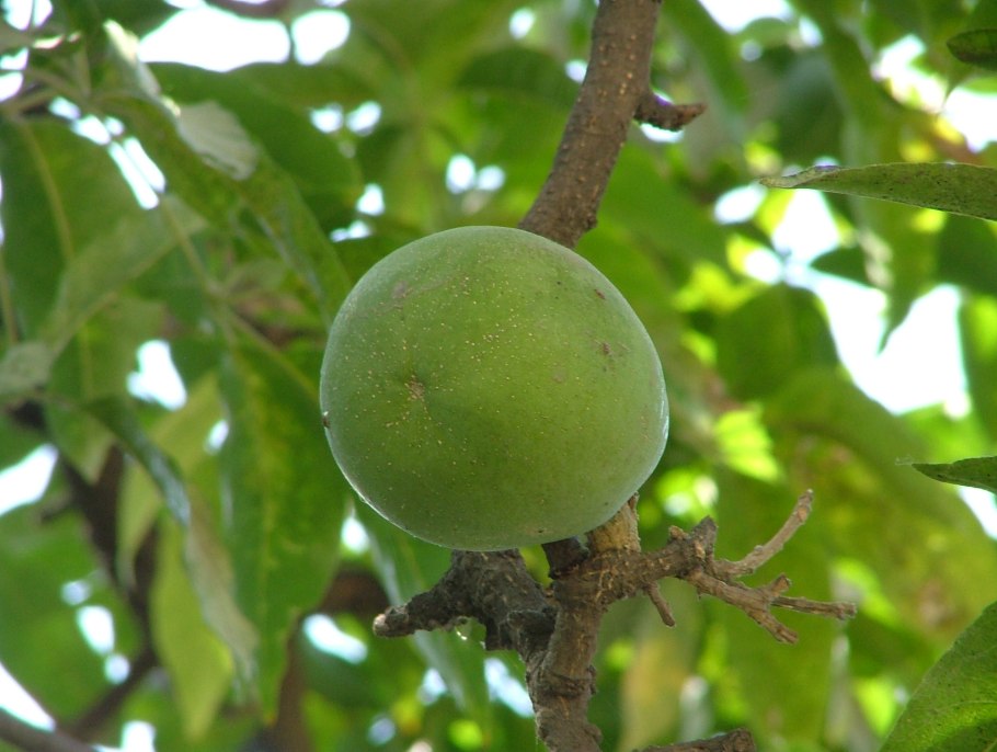 Casimiroa edulis Fruit half
