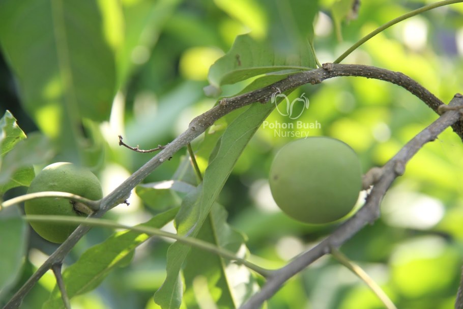 Casimiroa edulis символ