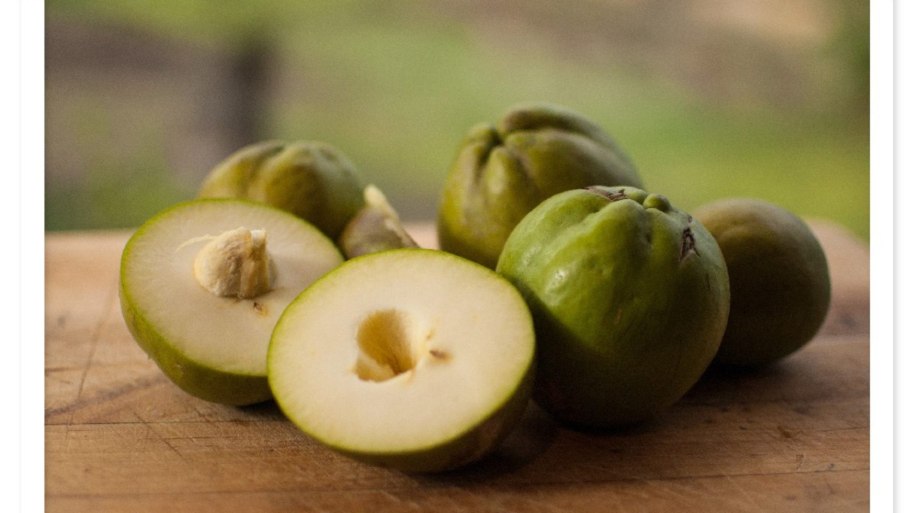 White Sapote - Casimiroa edulis.