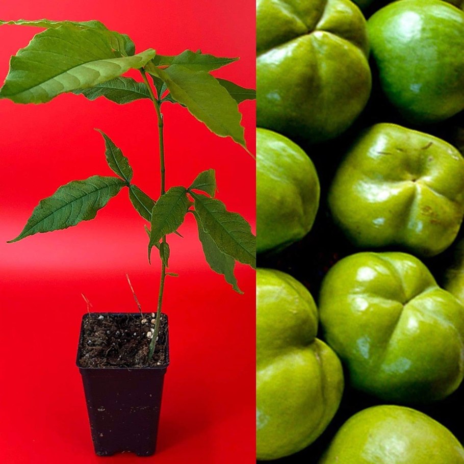 Эдулис фото лианы в полный рост