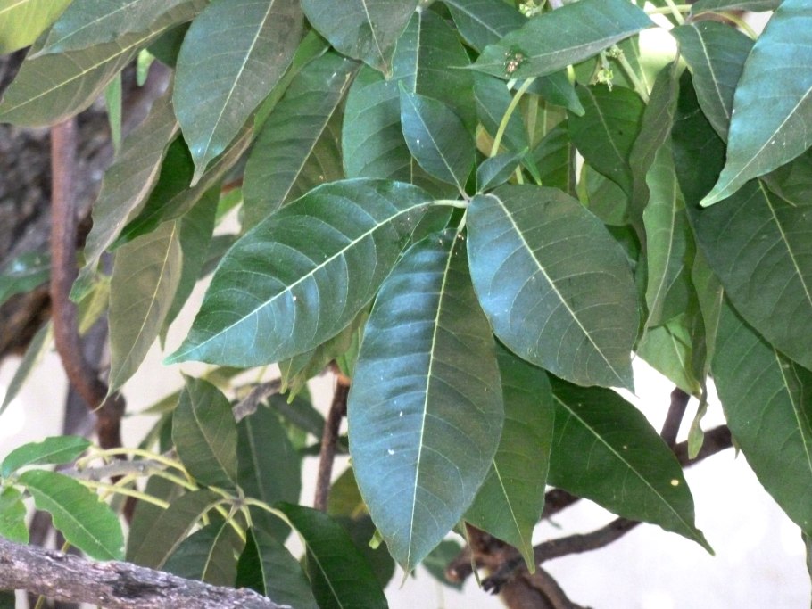 White Sapote - Casimiroa edulis.