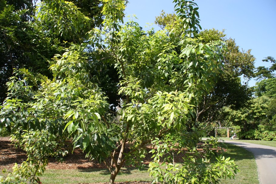 Casimiroa edulis символ