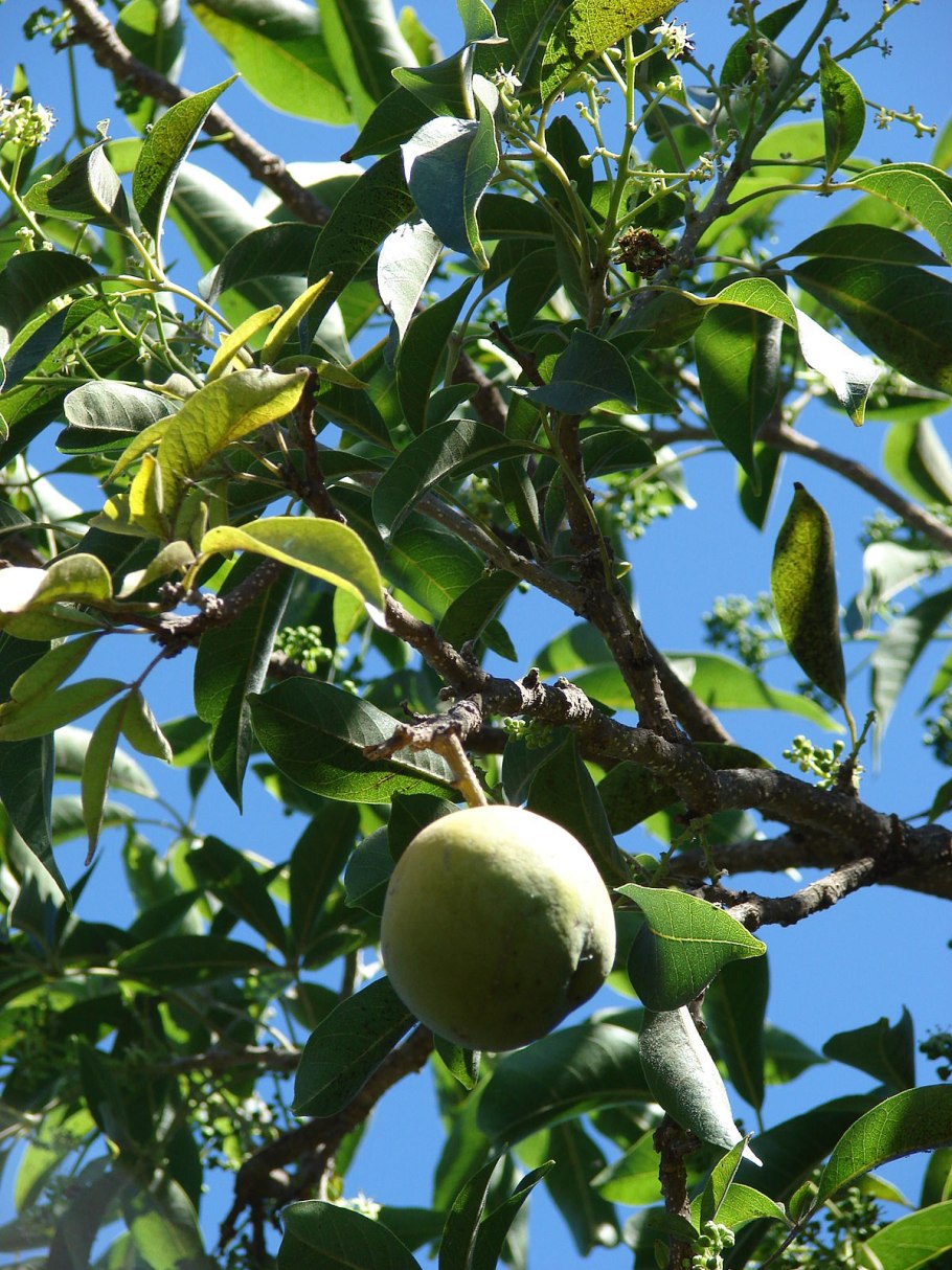 Белая сапота