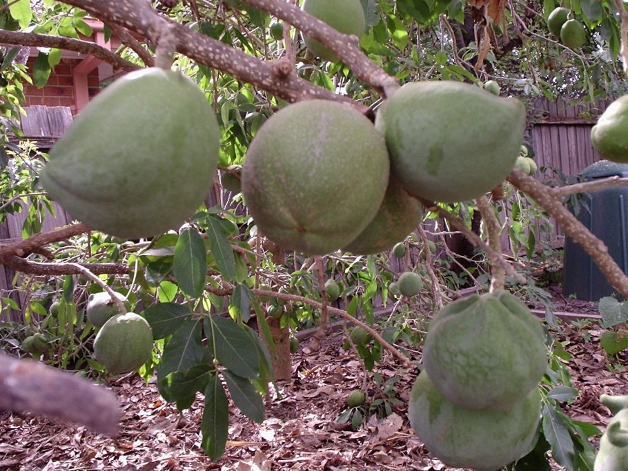 Casimiroa edulis символ