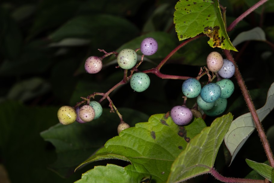 Виноградовник Ампелопсис