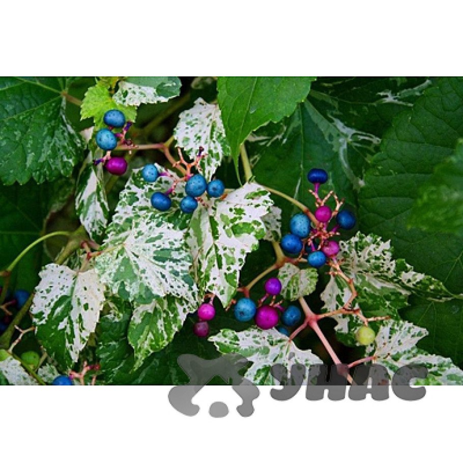 Ампелопсис аконитолистный