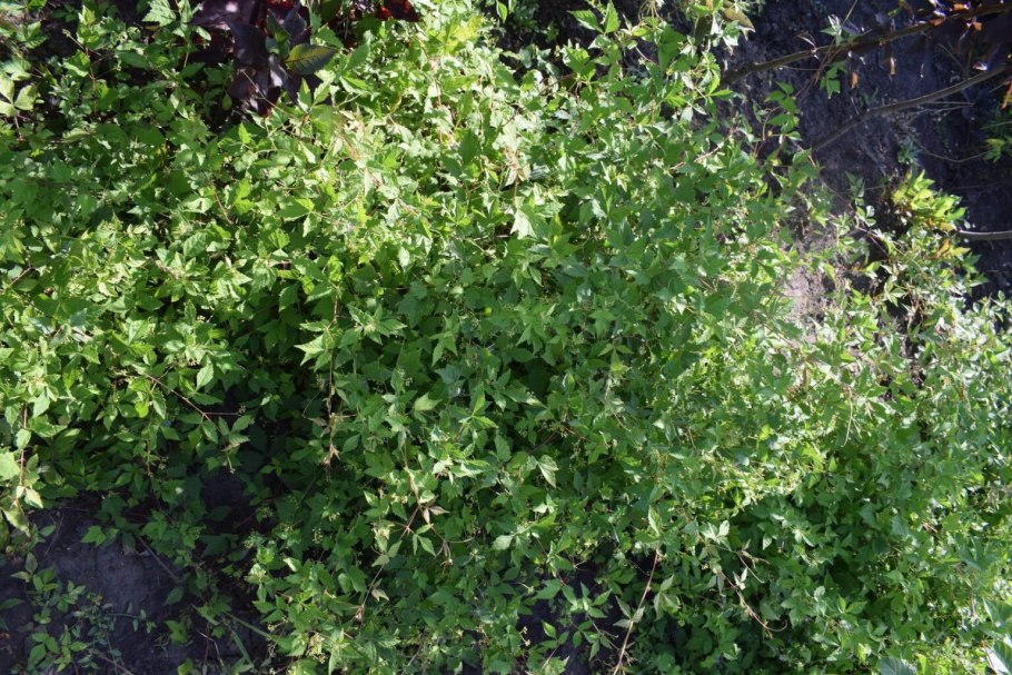 Лиана виноградовник