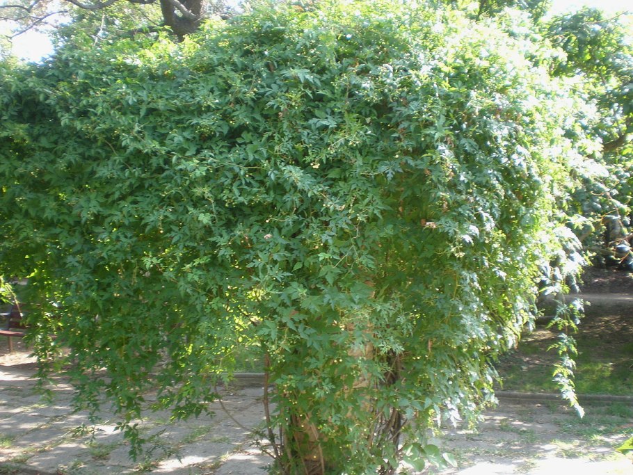 Виноградовик перистый Ампелопсис