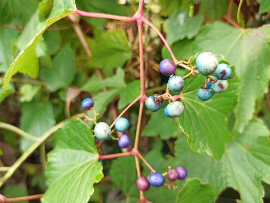 Виноградовник Ампелопсис