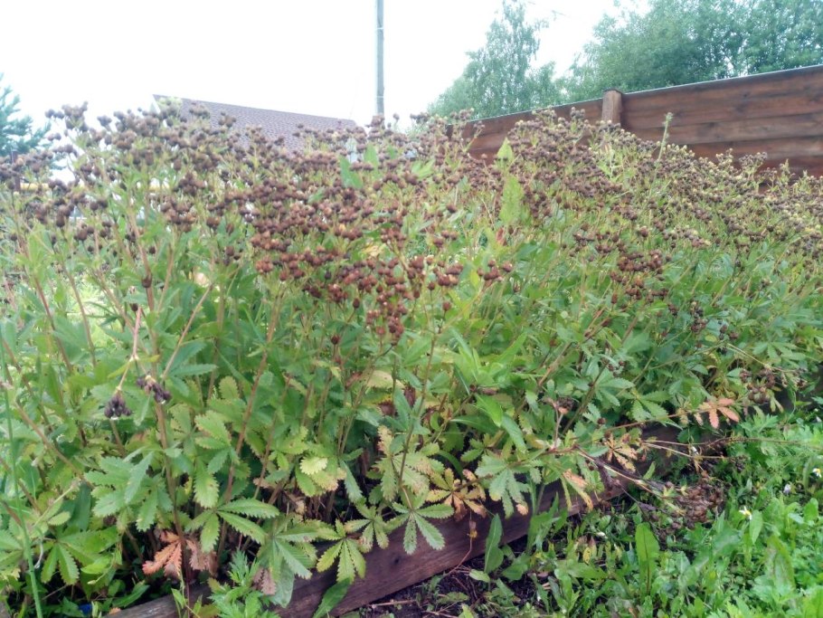 Виноградовник Ampelopsis aconitifolia