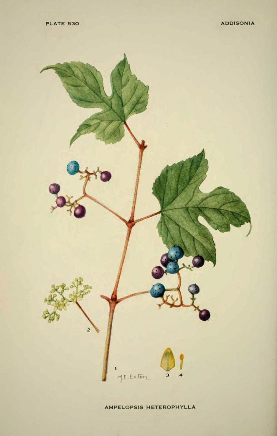 Ампелопсис короткоцветоножковый