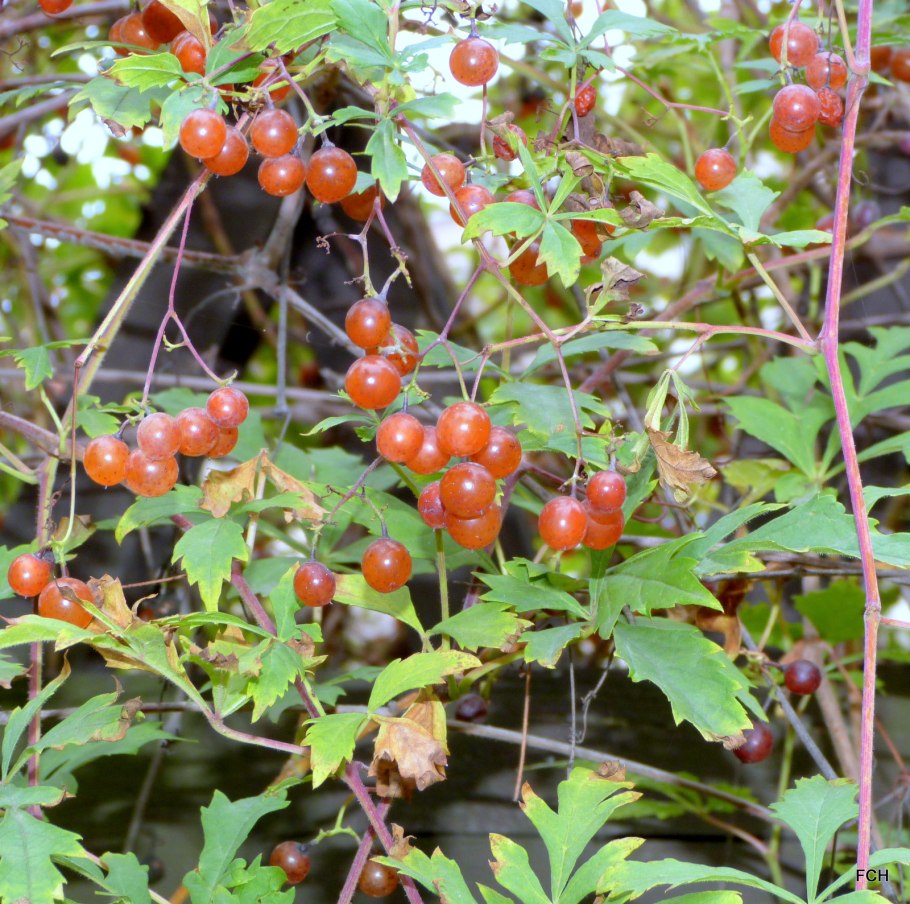 Виноградовник железистый Элеганс