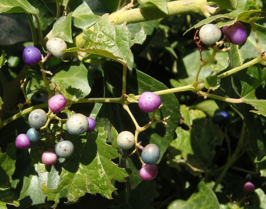 Виноградовник японский Ampelopsis japonica