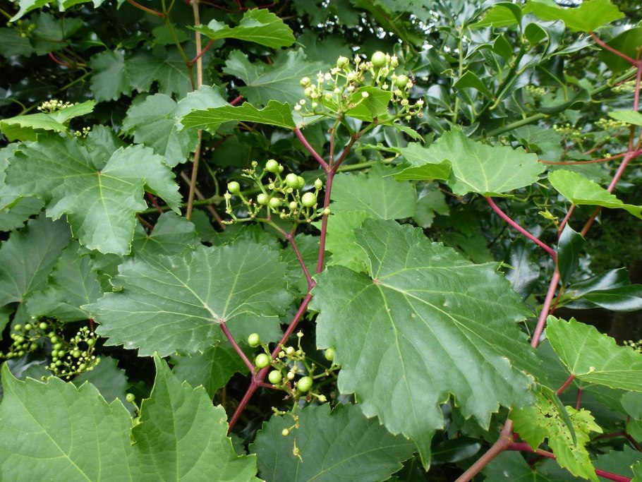 Чай зай Ampelopsis cantoniensis отзывы