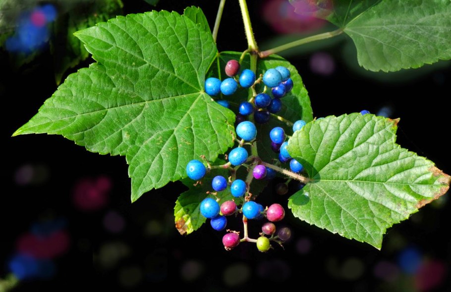 Ампелопсис аконитолистный