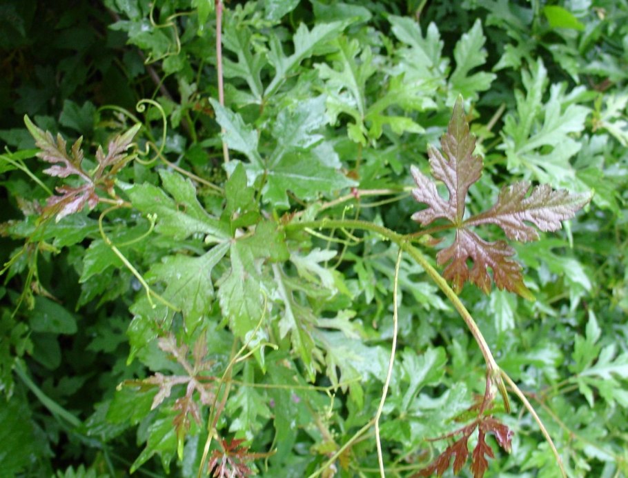 Виноградовник Бодинье