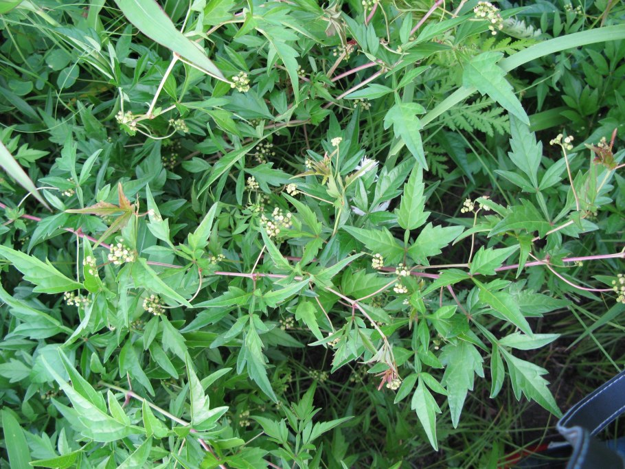 Виноградовник Ампелопсис