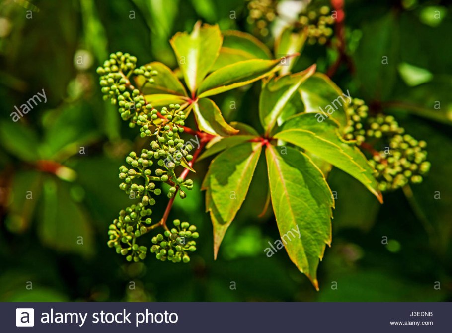 Лиана виноградовник