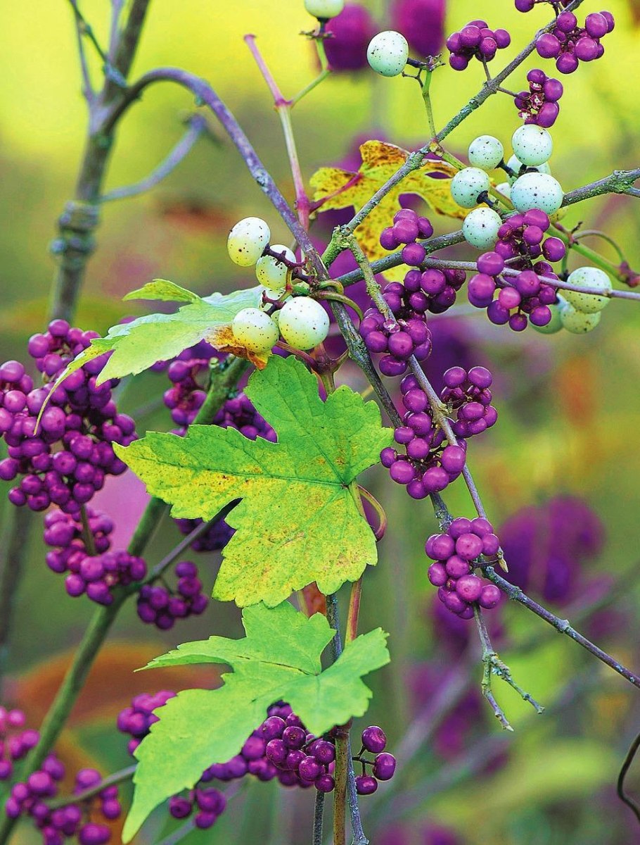 Виноградовник короткоцветоножковый