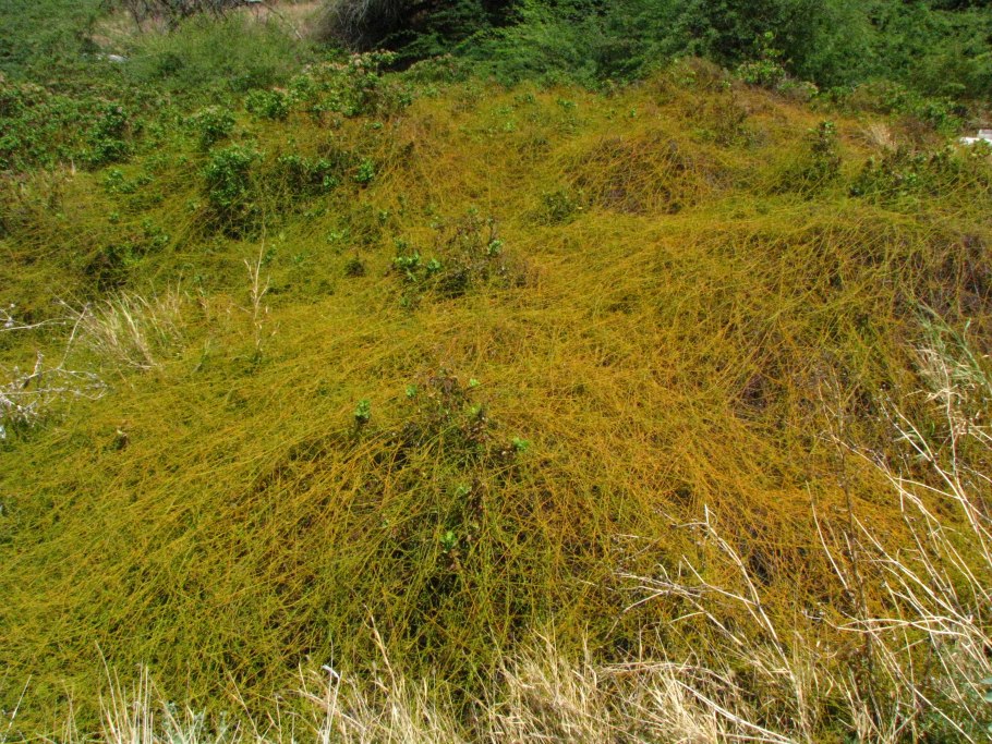 Повилика (Cuscuta), кассита (Cassytha)