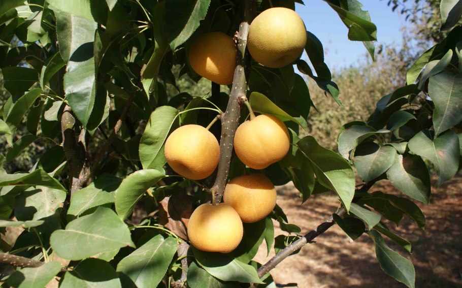 Груша Нэши дерево