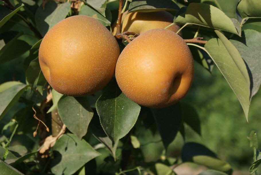 Груша китайская Нэши