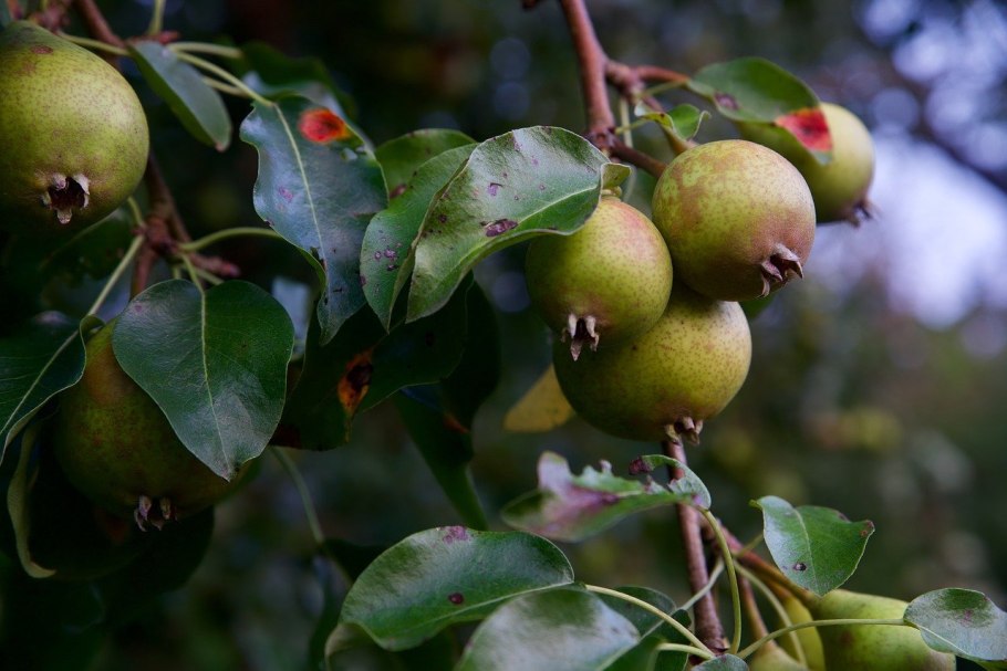 Японская груша