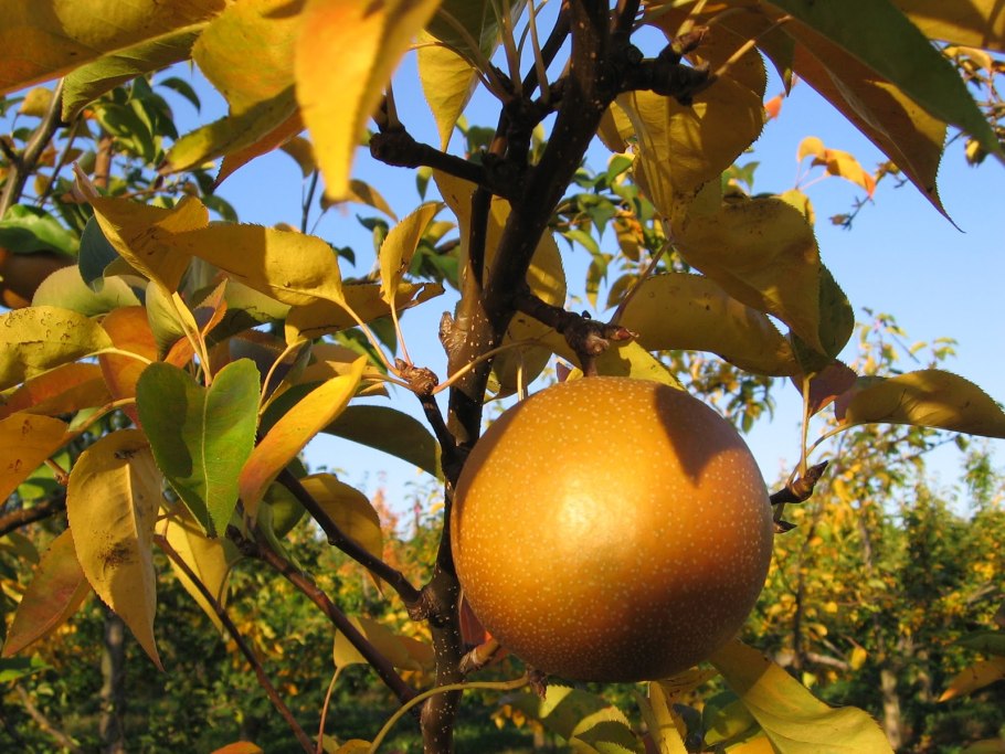 Груша Лесная Pyrus