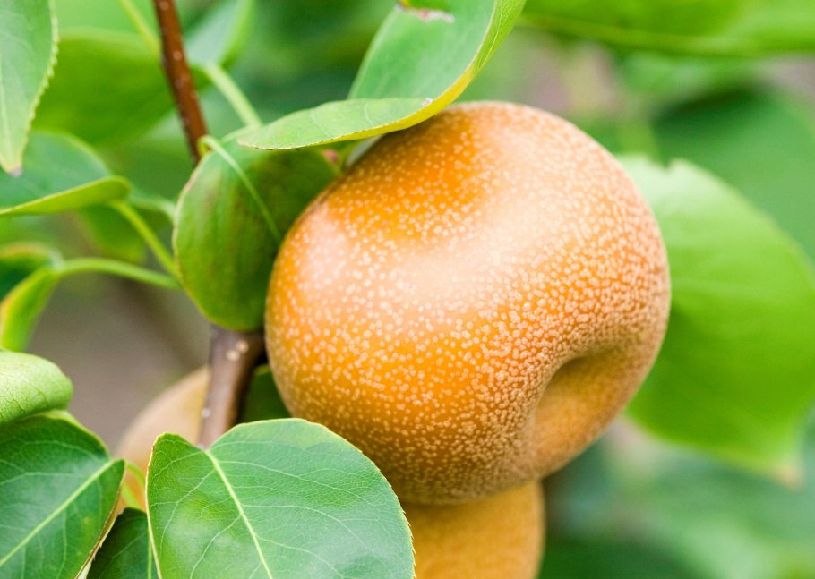 Груша китайская Нэши