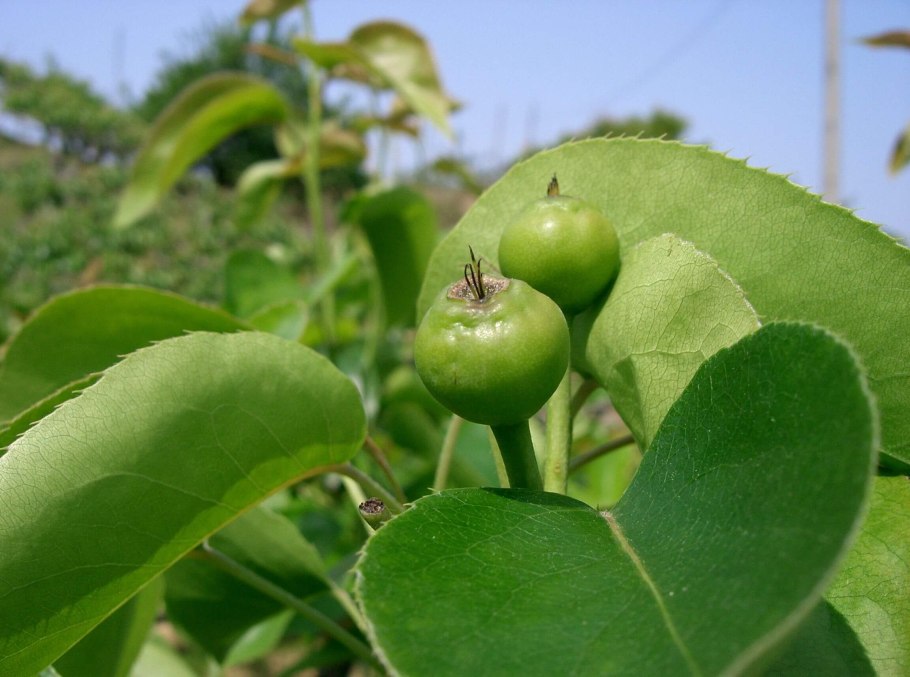 Корейская груша