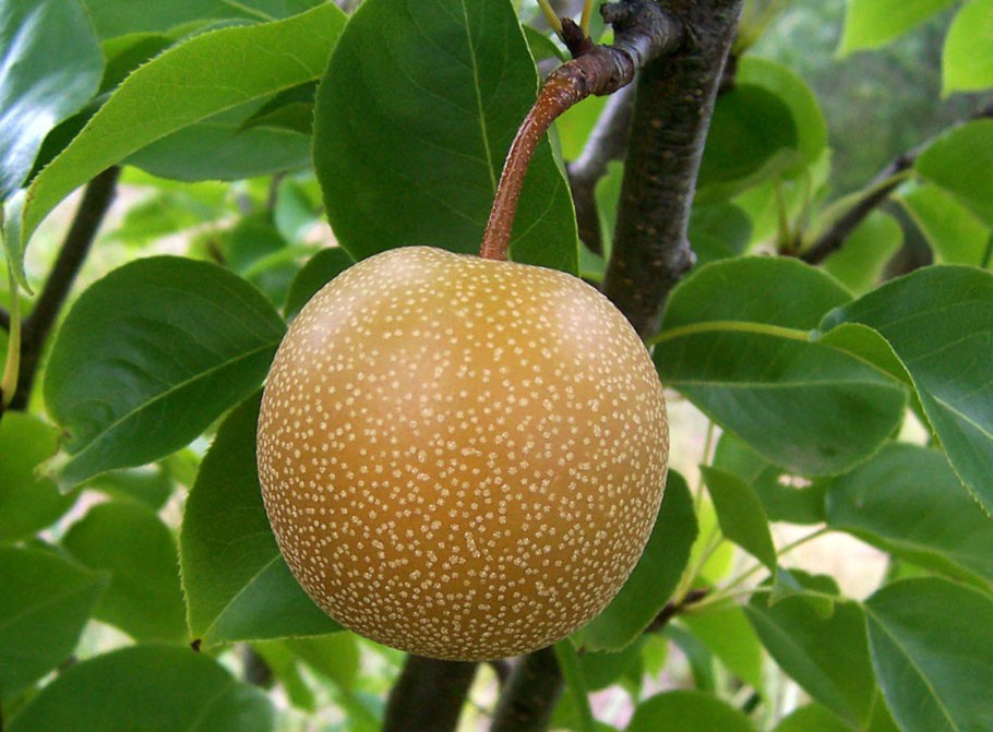 Груша китайская Нэши