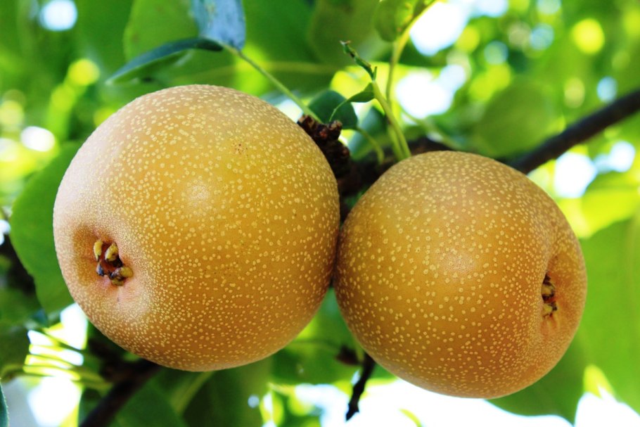 Груша ЧОЮРО