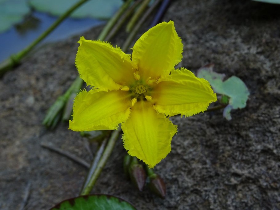 Болотноцветник щитолистный фото