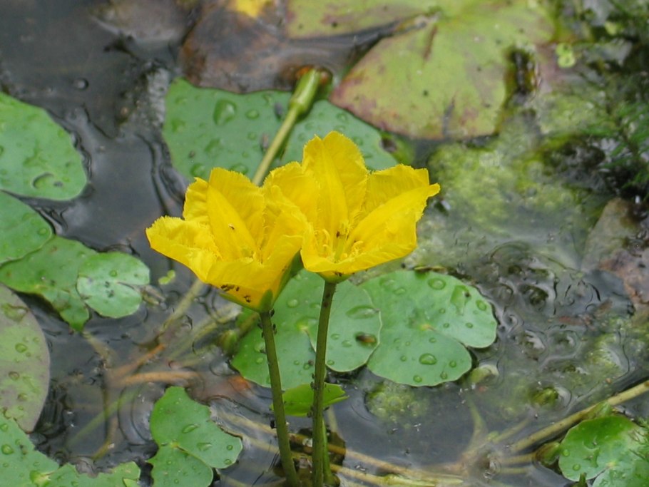 Нимфейник растение аквариумное