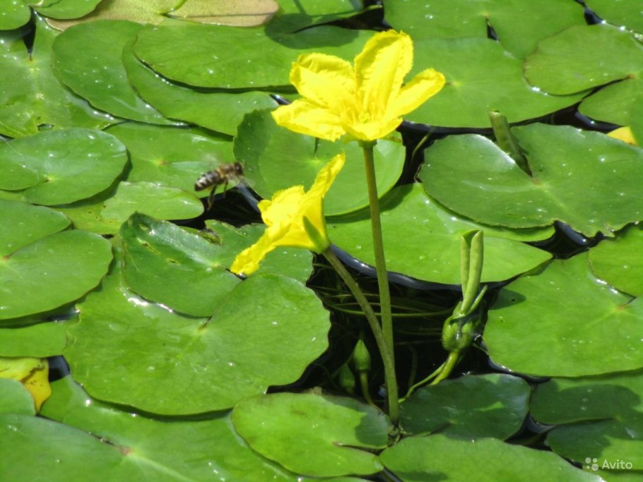 Нимфоидес Сулавеси