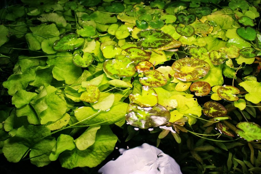 Aponogeton distachyos