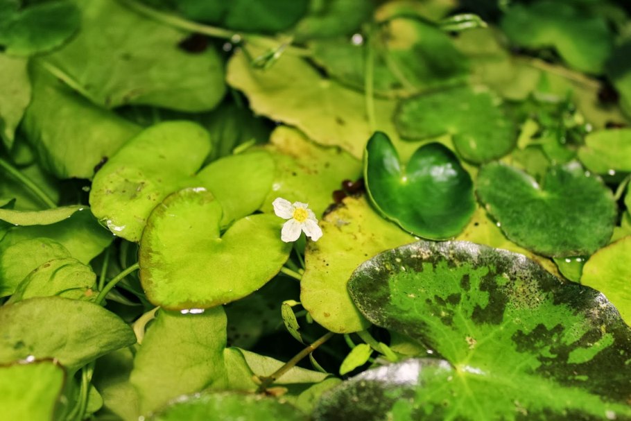 Нимфейник аквариумный