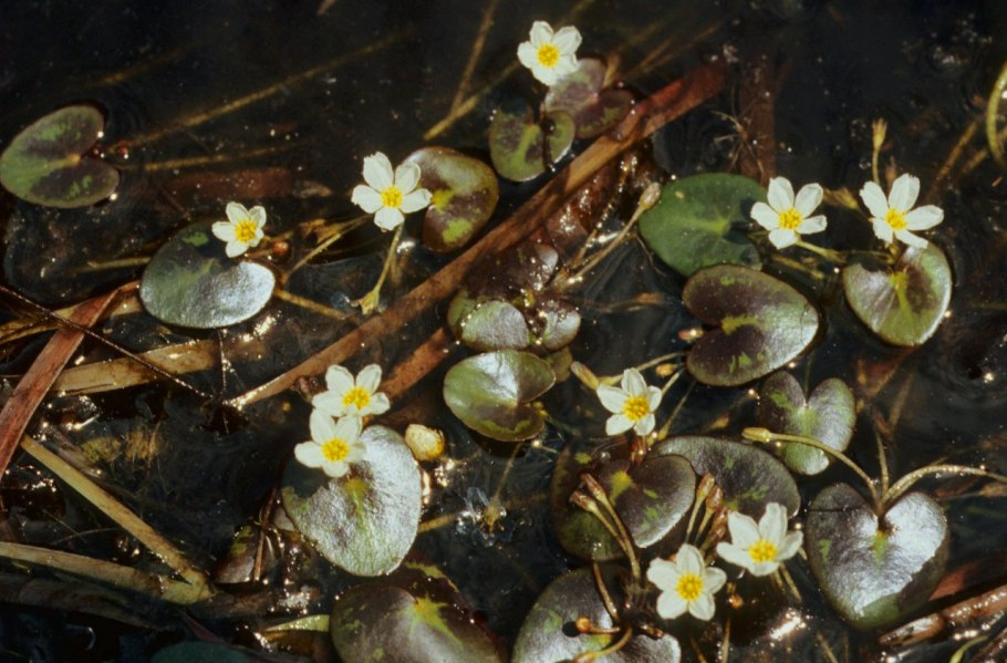 Болотник щитолистный