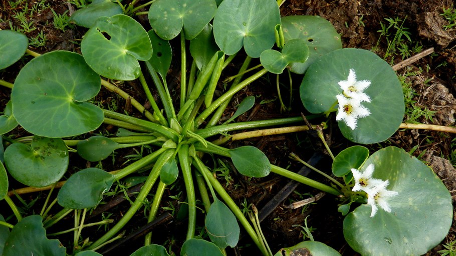 Нимфейник (Болотноцветник) корейский