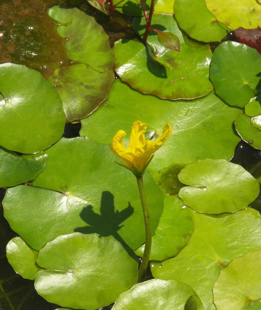 Центелла водное растение