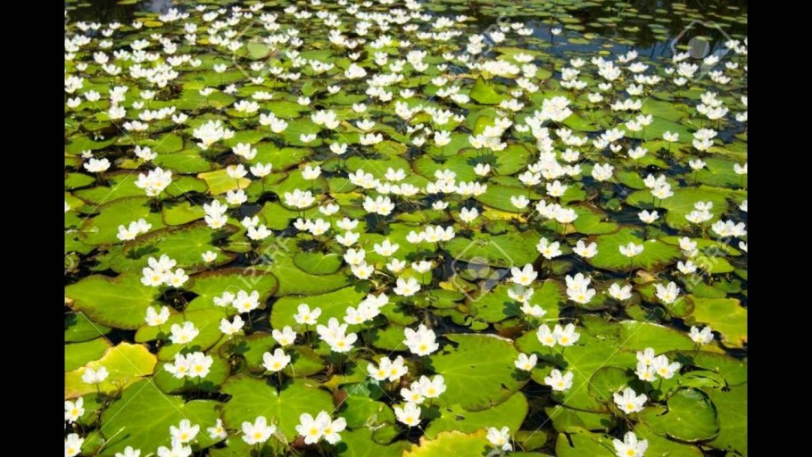 Болотноцветник белый