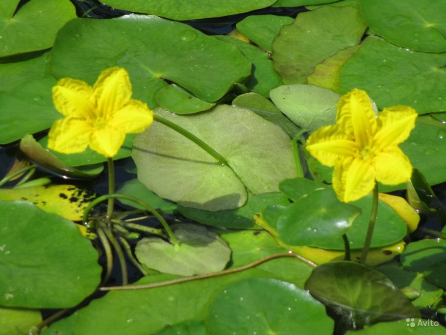 Болотоцветник щитковый Нимфейник щитовидный