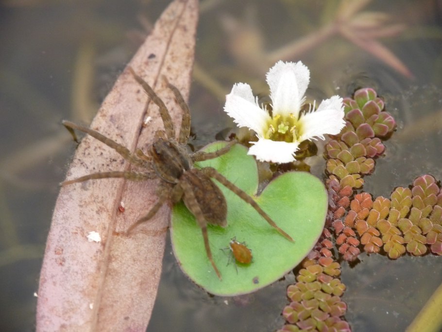 Нимфоидес аквариумное цветет