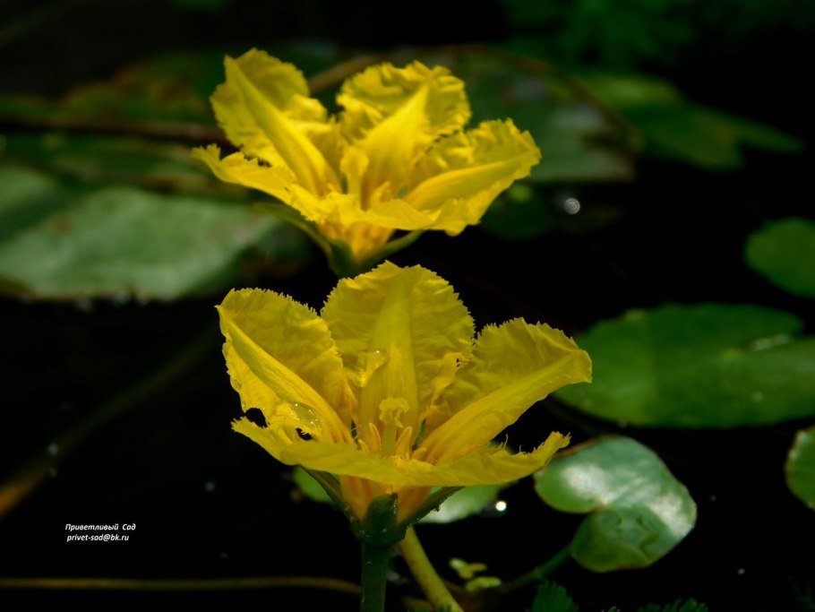 Нимфейник щитолистный