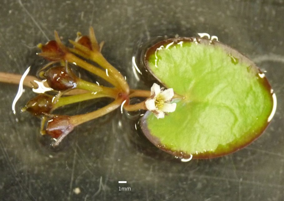 Обои для рабочего стола Болотноцветник