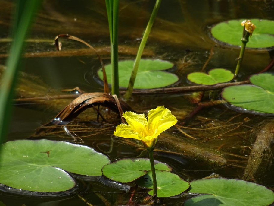 Болотноцветник тайваньский детка