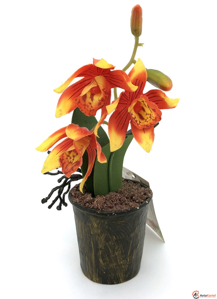 Королевская Орхидея