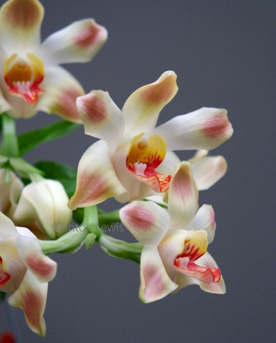 Орхидея Chysis limminghei