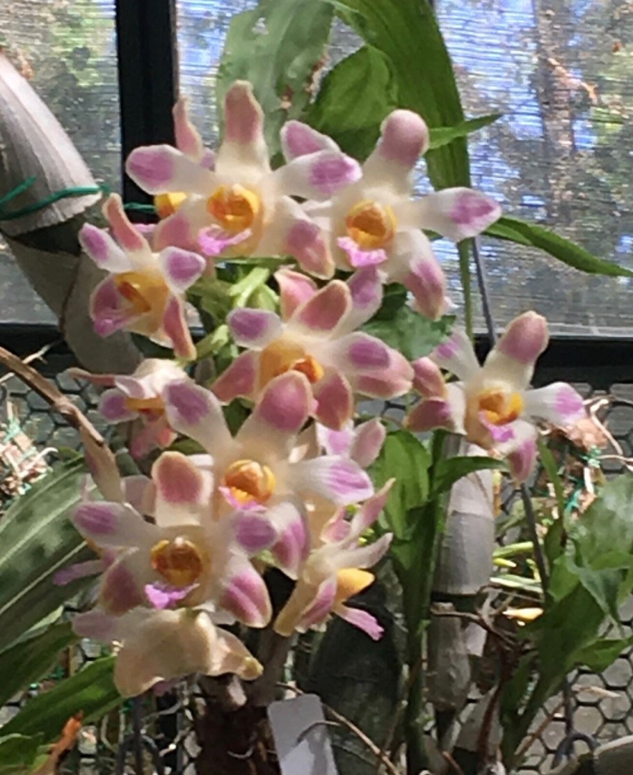 Орхидея Chysis limminghei