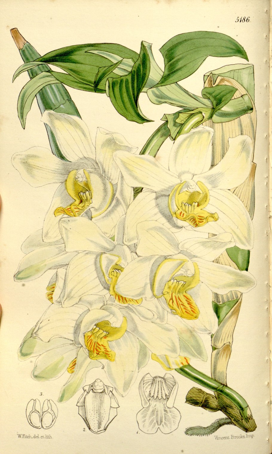 Хизис лимингхей Ботанический рисунок